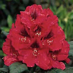 Rododendro rojo 'Lord Roberts'